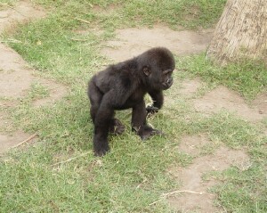 Bangori Baby Western Lowland Gorilla